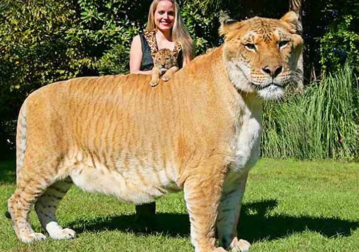 เสือตัวใหญ่