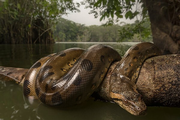 Anaconda mania